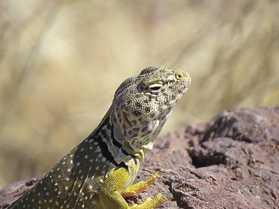 reptile, lézard, coloré, jaune, désert, Nouveau-Mexique