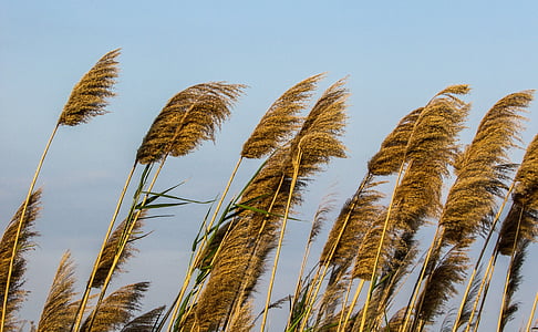 reeds, plant, gold, nature, countryside, wind