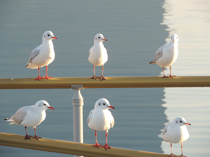 seagulls, sea, gull, birds, unity, seagull, wildlife