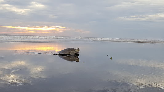 turtle, ocean, sea, sea turtle, sunset, beach, island