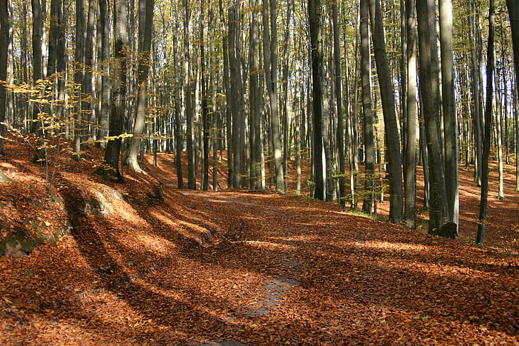 гора, зеленина, Есен, дърво, природата, парк, октомври