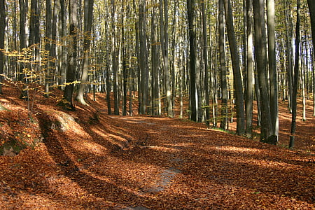 skogen, lövverk, hösten, träd, naturen, Park, oktober