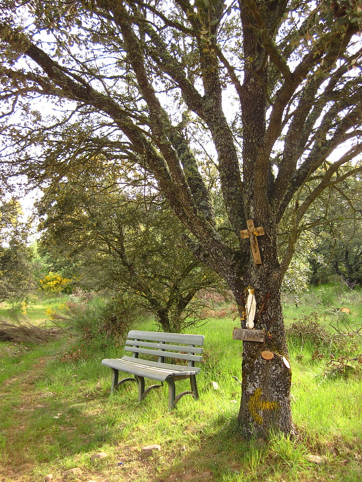 pilgrims, path, sansalvador, carbajal, bench, nature, tree