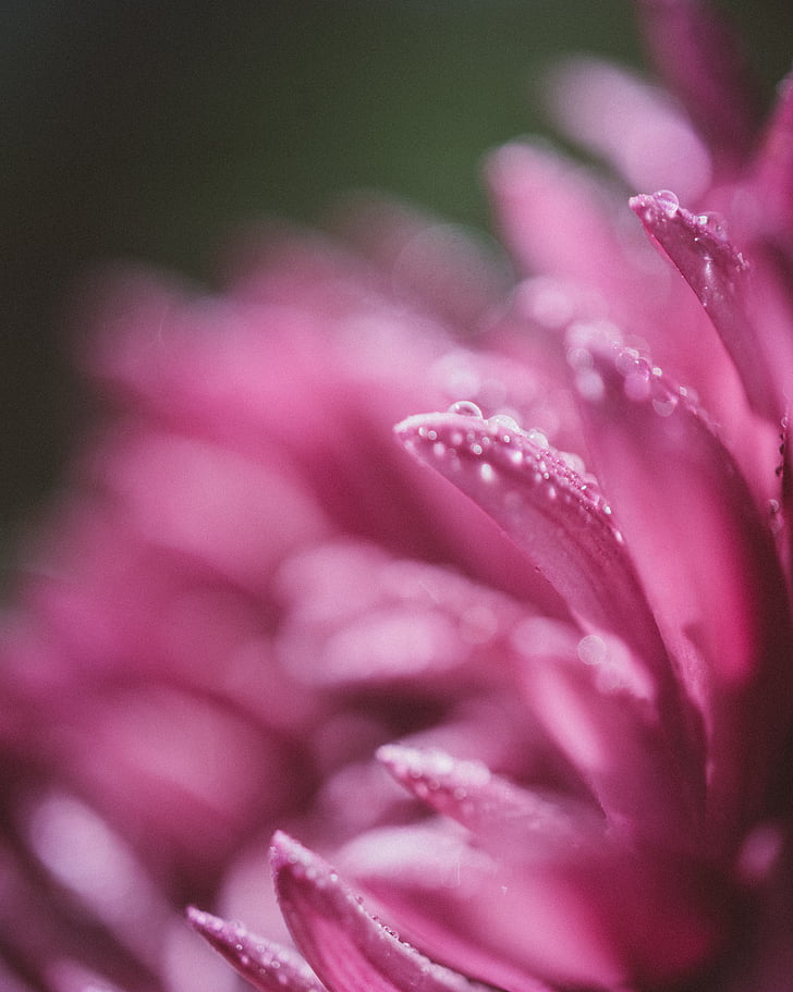 pink, flower, petals, bokeh, blur, nature, plant