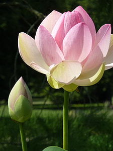 flor de lótus, flor, flor, -de-rosa, Lótus, planta, planta aquática
