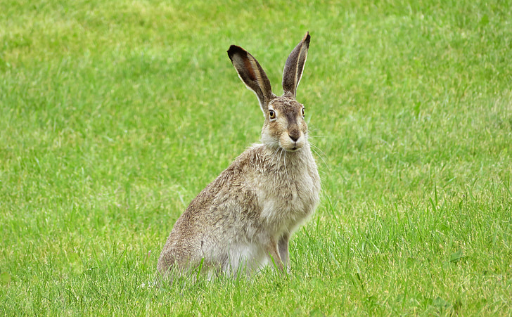 kanin, bunny, Hare, dyr, ører, påske, pattedyr