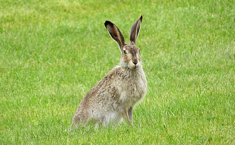 rabbit, bunny, hare, animal, ears, easter, mammal