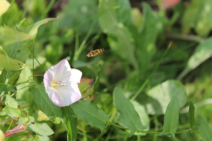 hoverfly, insect, flower, nature, green, spring, summer