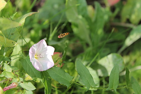 Hoverfly, έντομο, λουλούδι, φύση, πράσινο, άνοιξη, το καλοκαίρι