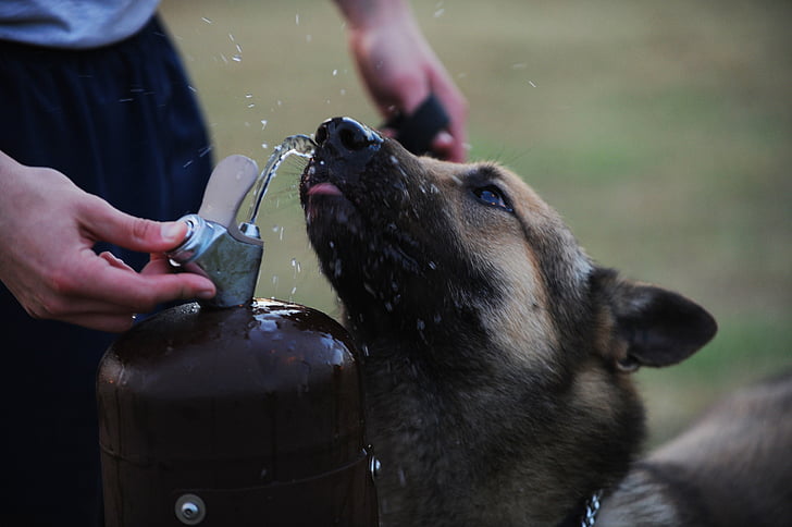 犬, ジャーマン ・ シェパード, 飲む, 噴水, 犬, かわいい, 肖像画