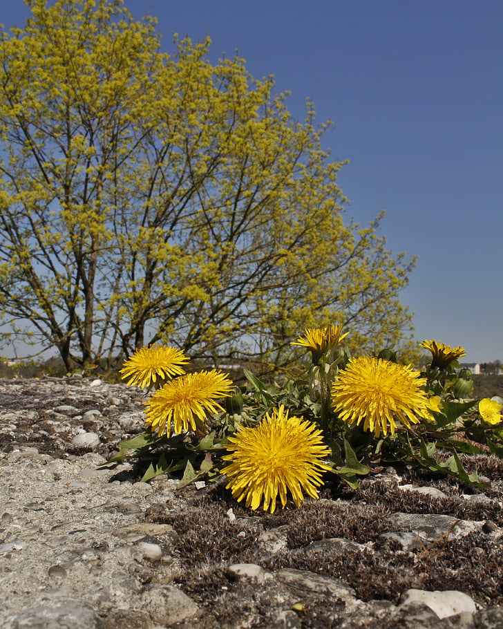 yellow, landscape, spring, dandelion