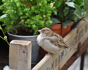 Sparrow, sperling, House sparrow, bulu, alam, hewan, Songbird
