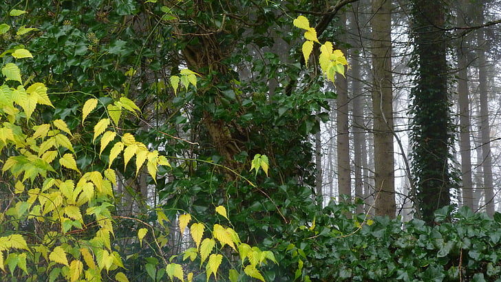 autumn, fog, trees, fall foliage, landscape, nature, leaf