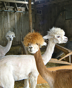Llamas, động vật, Trang trại, nhà kho, động vật có vú, alpaca, Lama