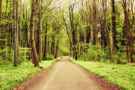 forest, nature, landscape, path, road, light, bright