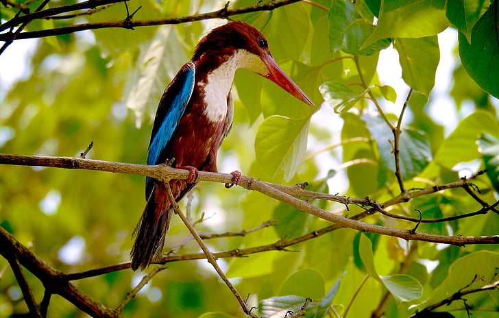 doğa, Kingfisher, Fotoğraf, fotoğrafçı, Fotoğraflar, kuşlar, doğal