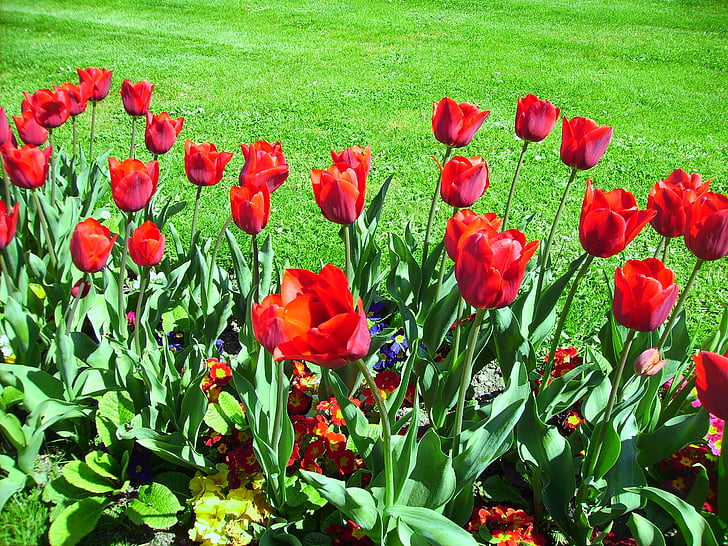 Tulipani, giardino, fiore, rosso, primavera, pianta, natura