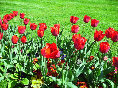 tulipaner, hage, blomst, rød, våren, anlegget, natur