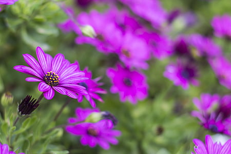 マルガリータ, 植木鉢, 紫, ライラック, デイジーの花, 自然, 花