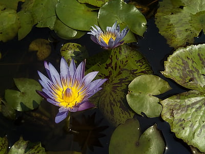 Lotus, Lótusz levél, természet, Lotus medence, vízinövények, Bua tilalom, virágok
