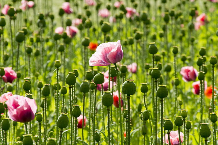 Poppy, bunga, poppy merah muda, bunga opium, tanaman, alam, merah muda
