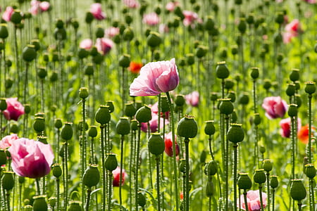 amapola, flores, amapola rosa, flor de amapola, planta, naturaleza, rosa