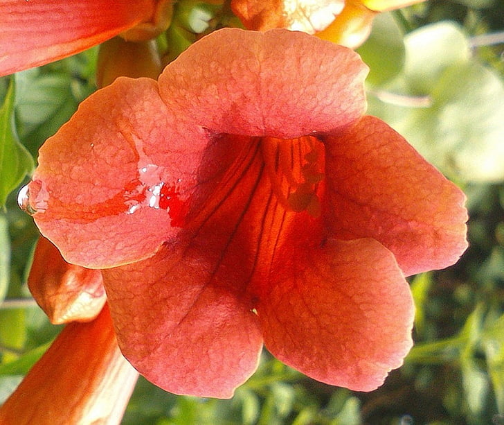 trompeta del ángel, flor, planta, naturaleza, Close-up, Pétalo
