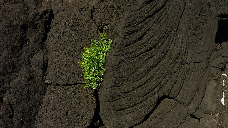 Lava, kasvi, vulkaanisen kiven, lava rock