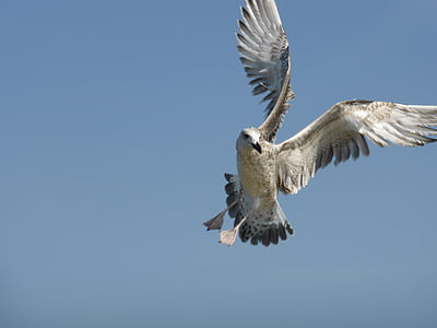 seagull, bird, flight, wings, sky, nature