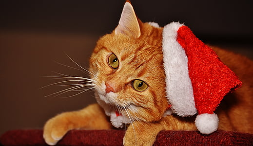 γάτα, κόκκινο, καπέλο Σάντα, Αστείο, Χαριτωμένο, τίγρης, Γλυκό