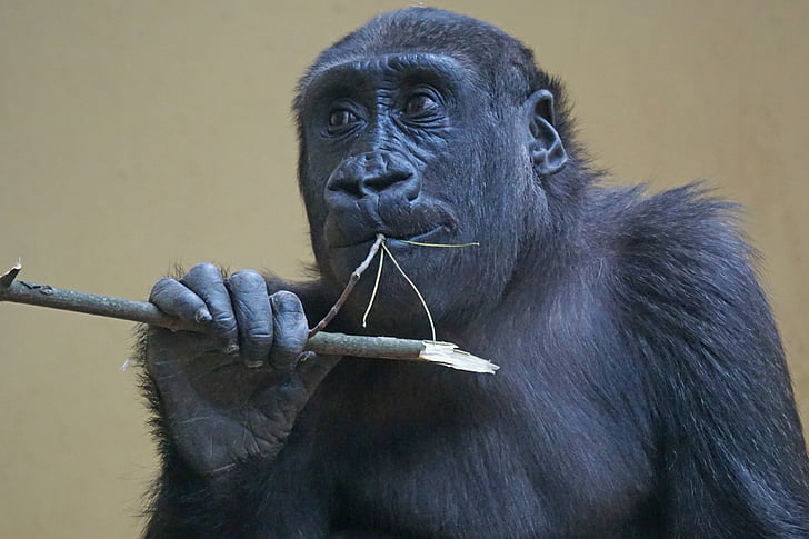 gorilla, Ape, primāts, pērtiķis, skatīties, skats, aizveriet