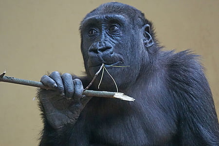 Gorilla, Ape, linh trưởng, con khỉ, Watch, Xem, đóng