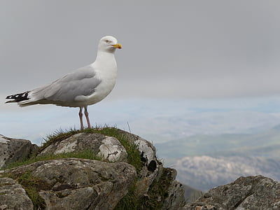 seagull, wales, outdoors, mountain, bird, one animal, animal themes