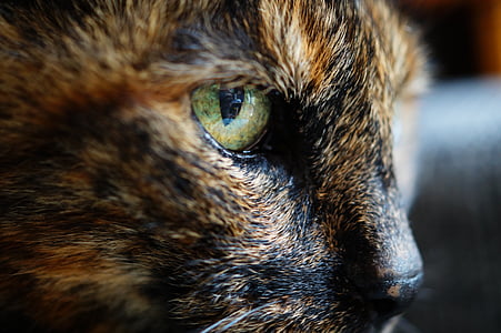 dier, dieren fotografie, kat, Close-up, Feline, macro, huisdier