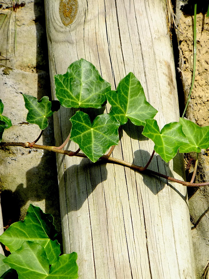 Ivy, vedben, rastlín, Liana, popínavá rastlina, makro, listy