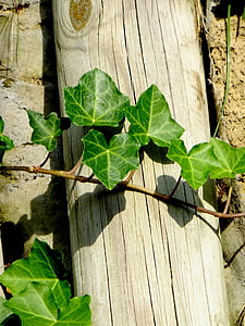 Ivy, vedben, kasvi, köynnös, köynnöskasvin, makro, lehdet