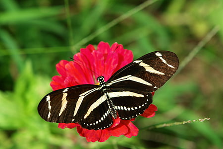 mariposa, Zinnia, naturaleza, insectos, natural, flor, fauna