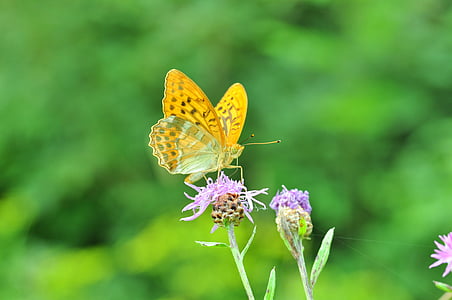 butterfly, fritillary, thistle flower, close, insect, meadow, exemption