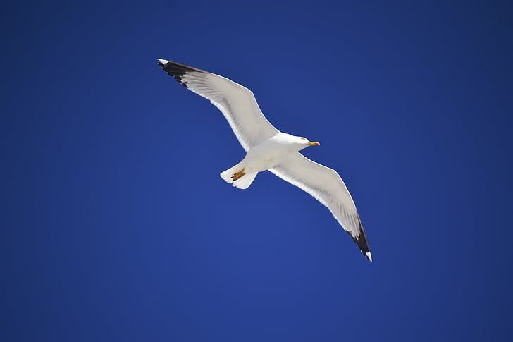 Seagull, pájaro en el cielo, cielo azul, Blanco, pájaro, cielo, naturaleza