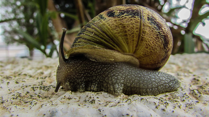 snail, garden, nature, slow, gastropod, crawling, animal