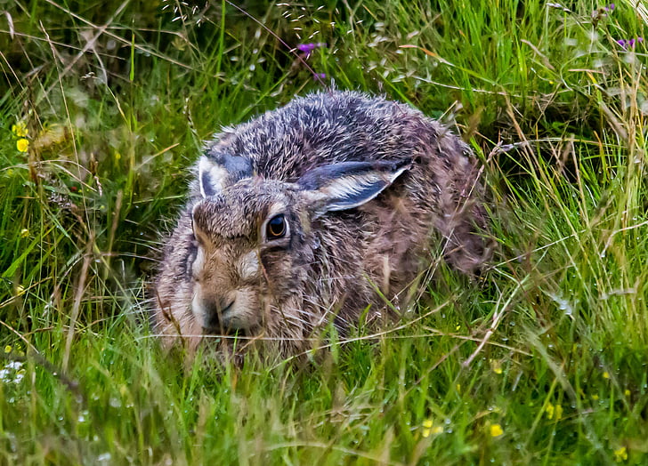 Hare, hoang dã, động vật có vú, động vật hoang dã, lĩnh vực, động vật, cỏ
