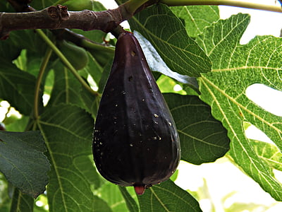 Fig, fruta, madura, arbusto, árbol de higo, hojas de color verde, dulce