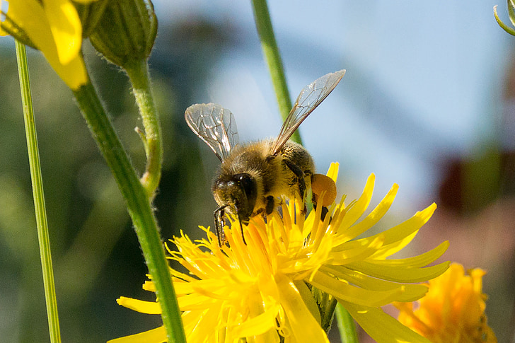 Bite, vāc medu, medus bite, dzeltena, puķe, kukainis, apputeksnēšana