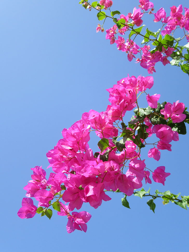 tropical flower, exotic flower, bougainvillea, pink, detail, blossom, bloom