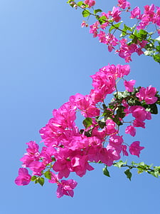 тропически цветя, екзотични цветя, Bougainvillea, розово, детайли, Блосъм, Блум