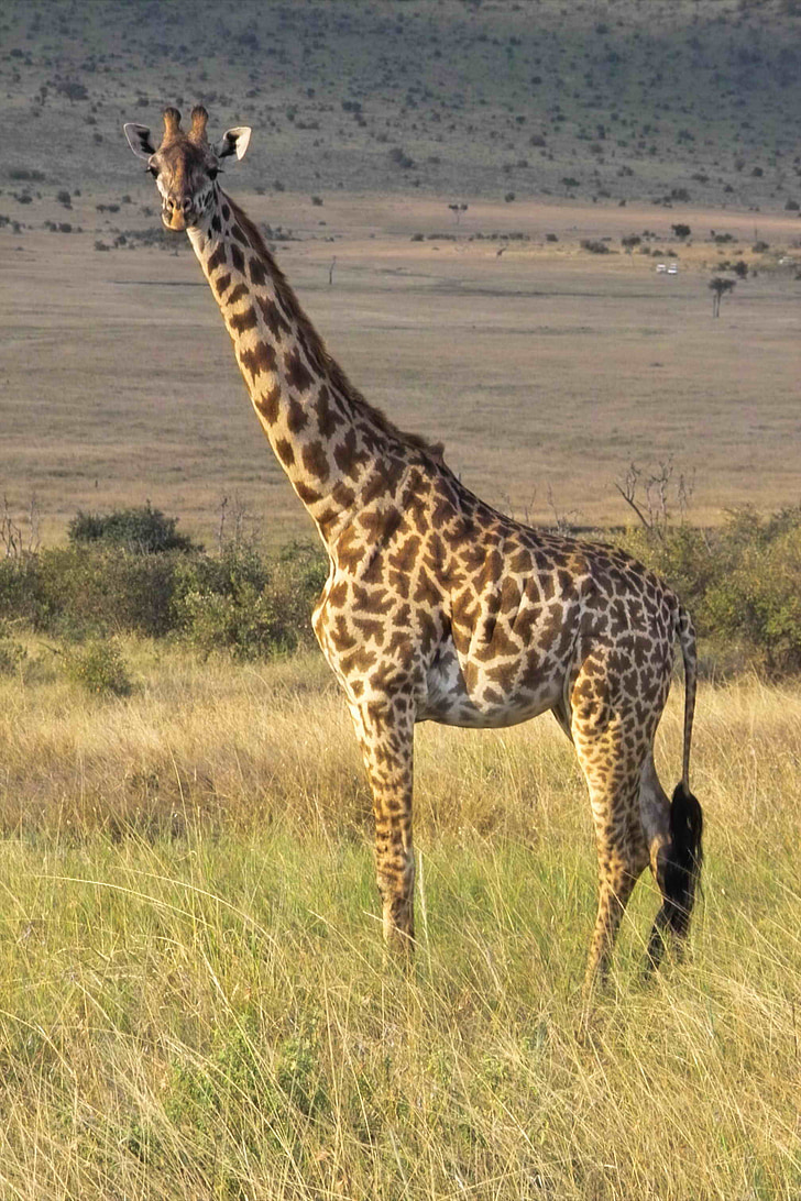 giraffa, Wilderness, Safari, animale selvatico, Parco nazionale, mondo animale, Savannah