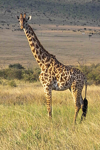 жираф, пустинята, сафари, диво животно, Национален парк, животински свят, Савана