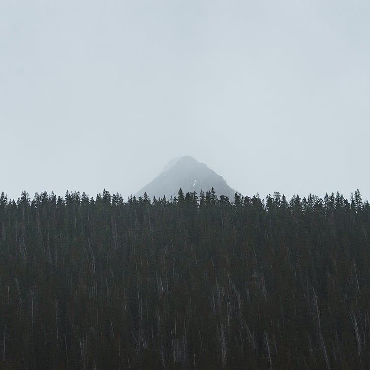 Туманный, лес, Гора, Природа, небо, деревья, дерево