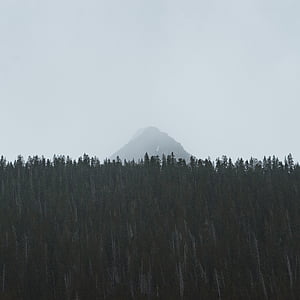 Туманный, лес, Гора, Природа, небо, деревья, дерево