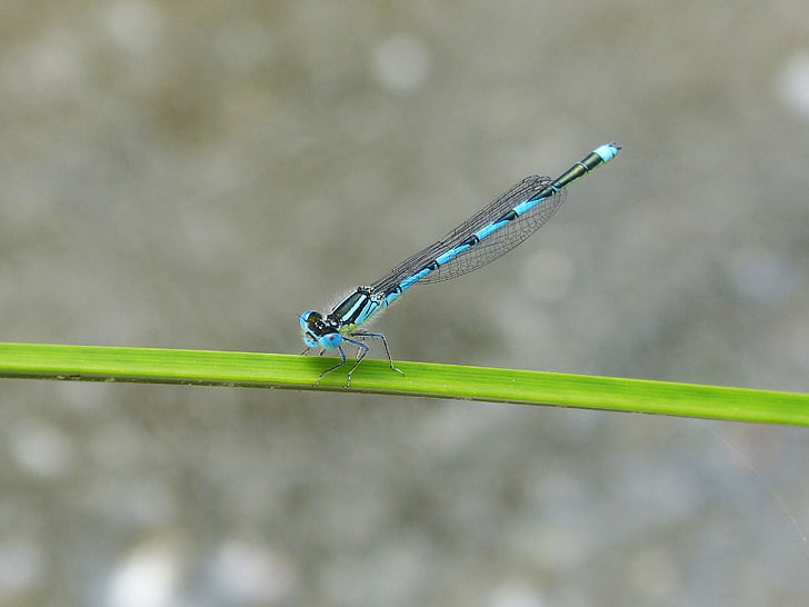 Dragonfly, blå dragonfly, våtmarksområde, blad, insekt